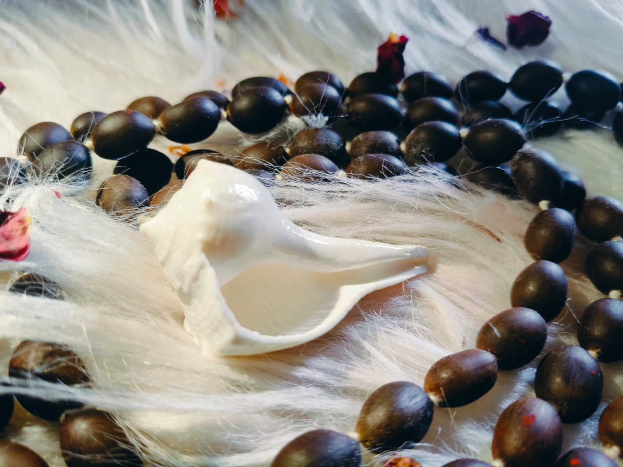 Dakshinavarti shankh / दक्षिणावर्ती शंख (संयुक्त सिद्धि जन्माष्टमी महाजाप हेतु)