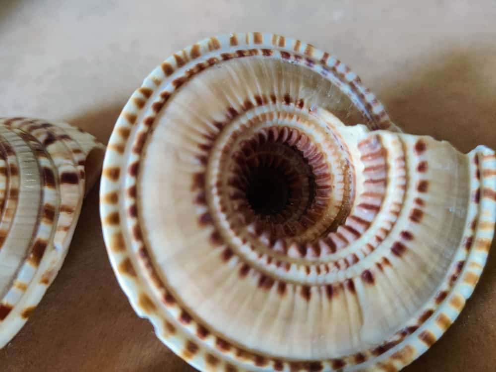 Rare Divine Conch Shank