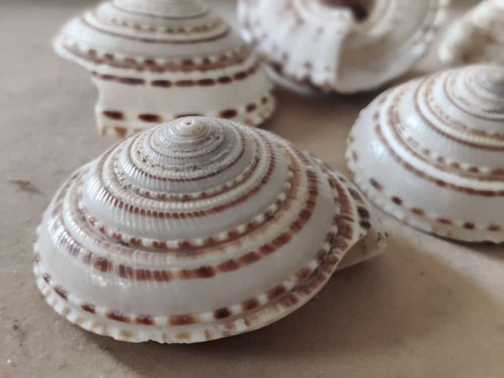 Rare Divine Conch Shank
